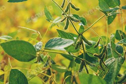Preview: soybean grows on the field. Selective focus.