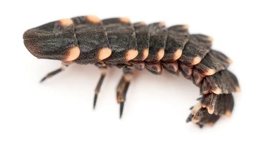 Preview: Common glow-worm of Europe, Lampyris noctiluca, in front of white background