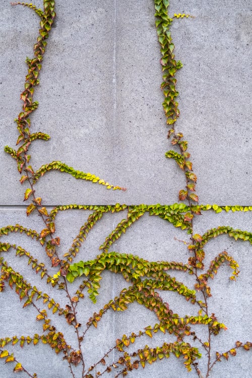 Preview: Vine growing along concrete building wall, autumn