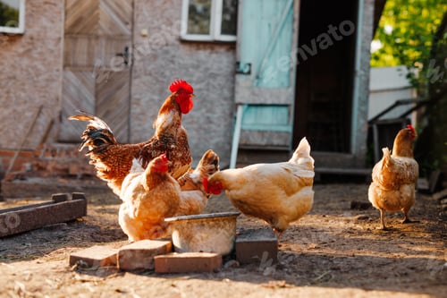 Preview: Group of chickens and a rooster feeding outdoors in a rural yard at golden hour light