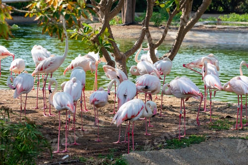 Preview: Flock of Flamingos by the Water
