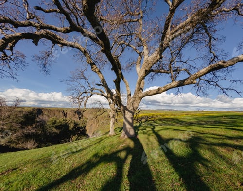Preview: Scenic view of bare trees in a green field on a sunny day