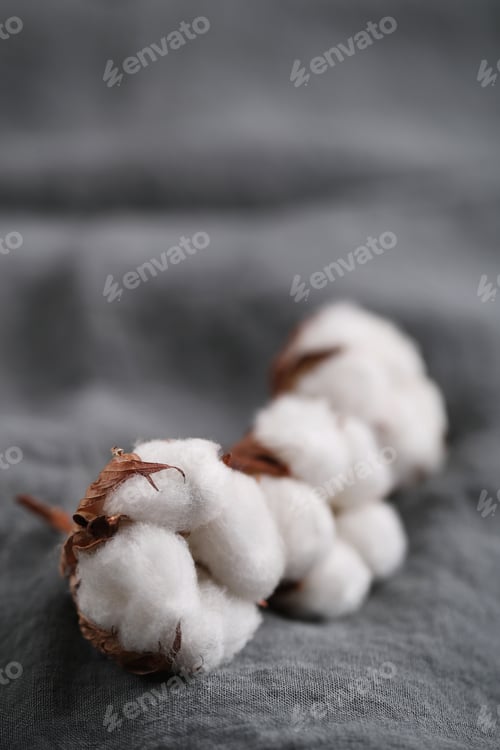 Preview: Cotton flower