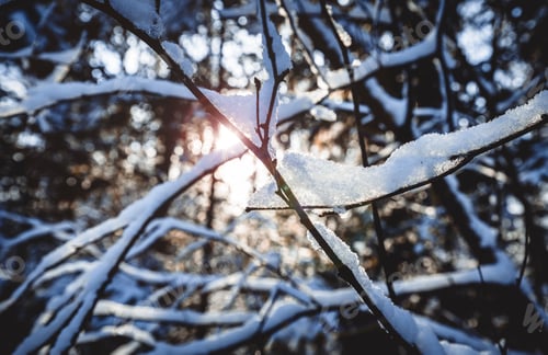 Preview: Tree branch under snow during winter close up