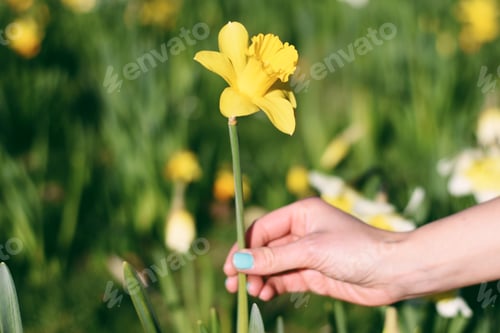 Preview: Woman’s hand picking yellow daffodil