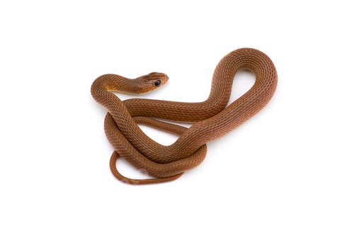 Preview: The rufous beaked snake isolated on white background