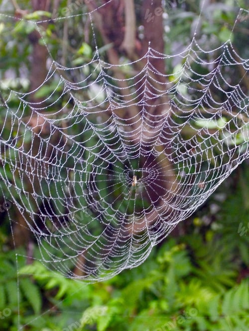 Preview: Big spider web