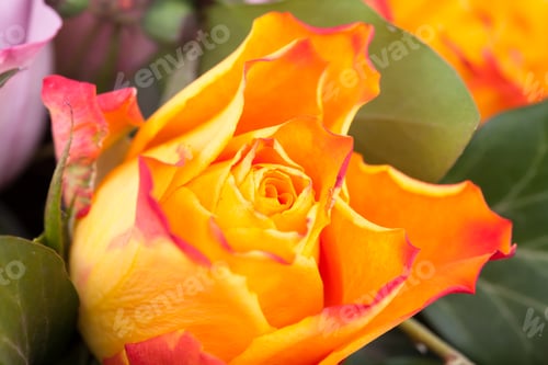 Preview: Beautiful flower macro shooting in studio