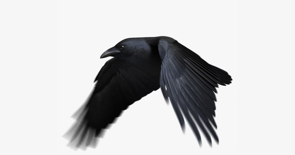 Chihuahuan Raven in Flight 3D, Incl. animal & bird - Envato