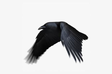 Preview: Chihuahuan Raven in Flight