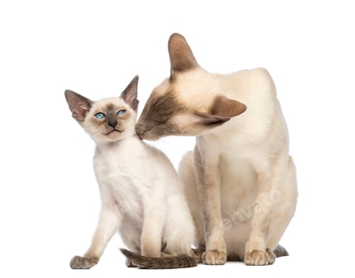 Preview: Oriental Shorthair father licking its kitten against white background