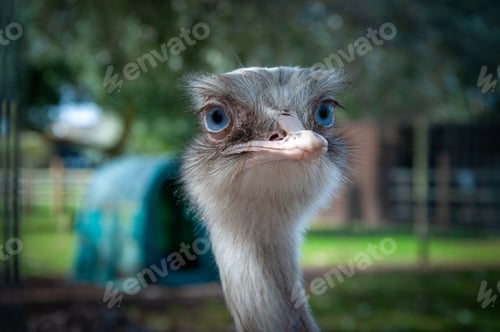 Preview: Closeup portrait of the head of a Rhea flightless bird at Tattershall Farm Park in Lincolnshire, UK