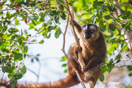 Preview: Madagascar