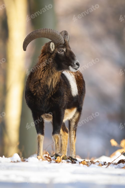 Preview: Mouflon ram standing in forest in wintertime nature