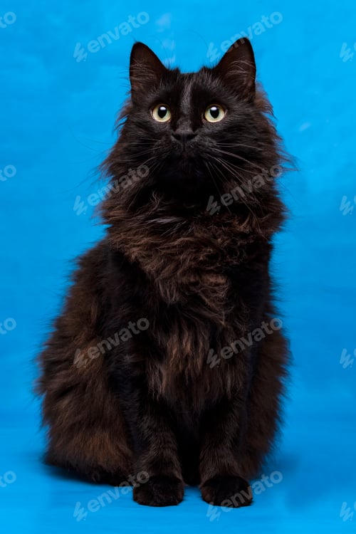 Preview: Portrait of a black cat with a blue background