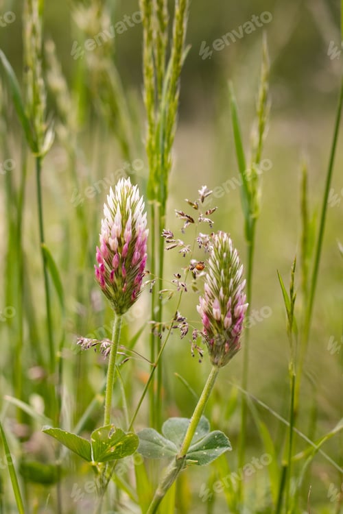 Preview: Closeup shot of Trifolium vesiculosum, pinkish white clover in the green meadow.
