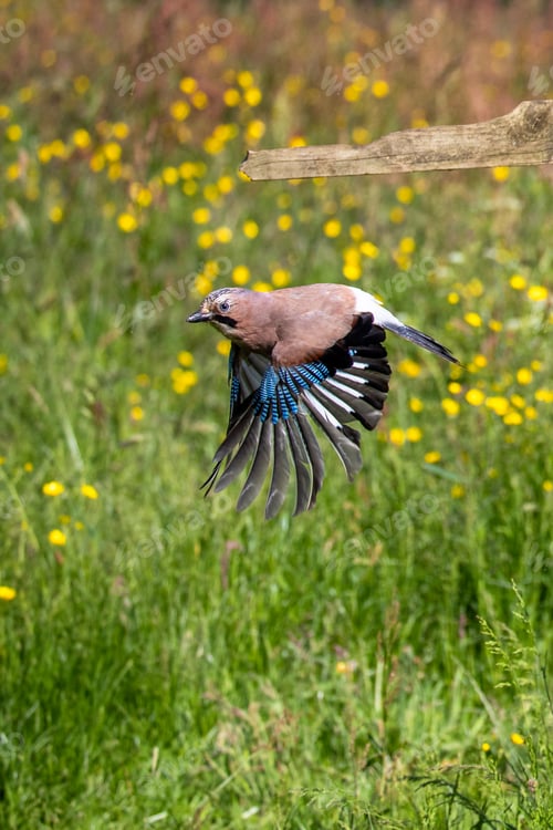 Preview: Jay bird with wings extended, flying close to the ground