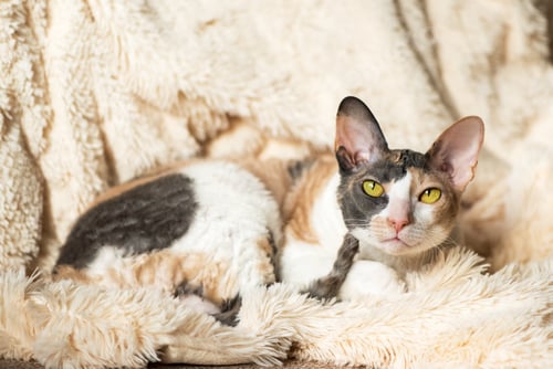 Preview: Cornish Rex cat in Fur