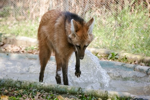 Preview: Lobo guara brincando na agua.
