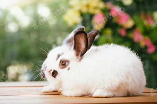 Preview: cute animal pet rabbit or bunny white or brown color smiling and laughing for easter in natural