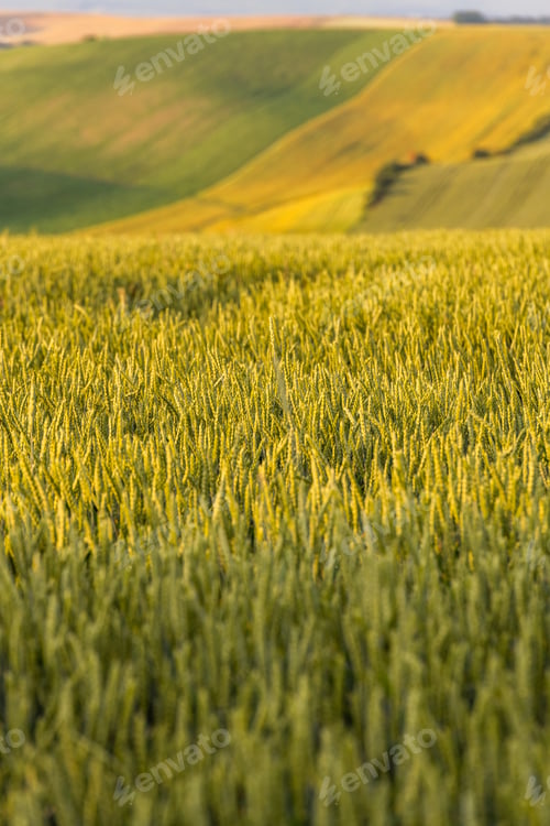 Preview: Agriculture fields with crop and vineyards at summer.