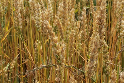 Preview: fresh grown wheatfield
