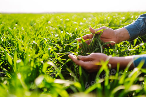 Preview: Green wheat seedlings in hands of a farmer. Male farmer looking at the produce before harvesting.