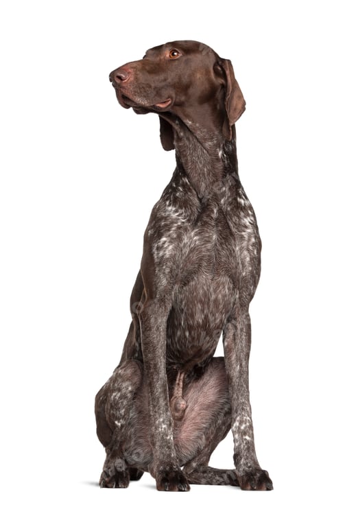 Preview: German Shorthaired Pointer, 4 years old, sitting against white background