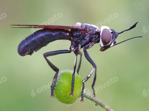 Preview: Insect