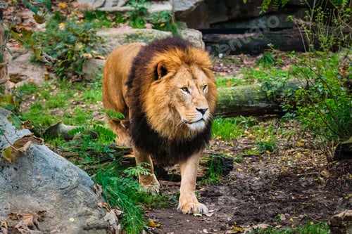 Preview: Lion in jungle forest in nature