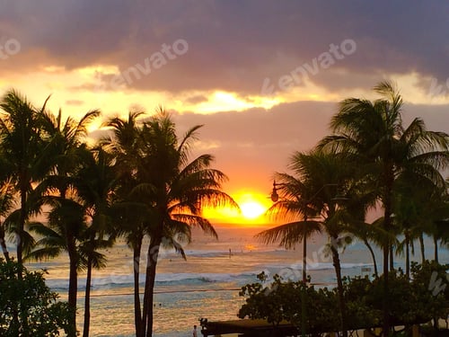 Preview: Waikiki beach palm trees