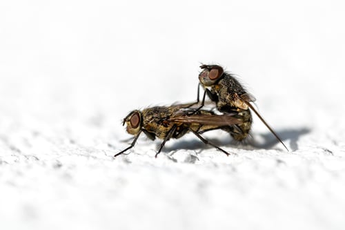 Preview: Two houseflies copulating on the white facade of a house, macro shot.