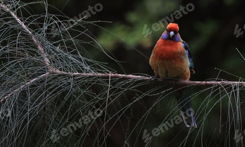 Preview: Closeup shot of a western rosella bird perched on a tree branch in a forest in Gawler, Australia