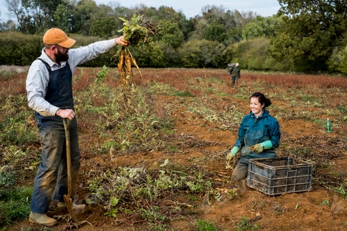 Preview: Two farmers standing and kneeling in a field, harvesting parsnips.