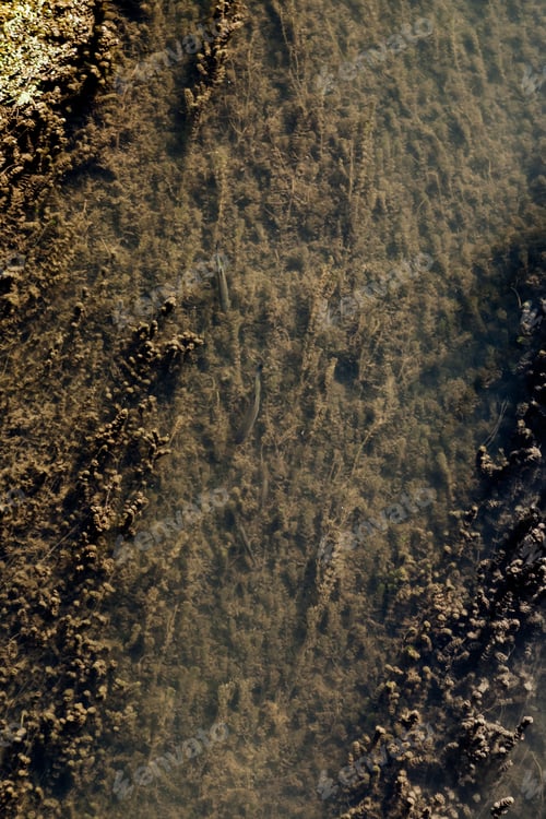 Preview: Large amount of waterweed