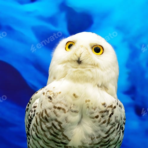 Preview: Snowy Owl