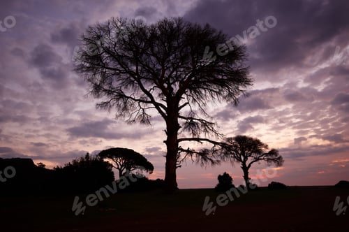 Preview: Tree with a transparent crown on a sunset background