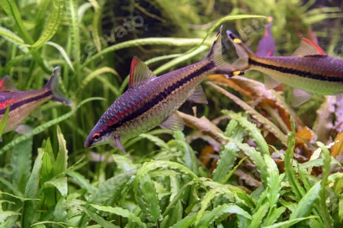 Preview: The dwarf rainbowfish (Melanotaenia praecox) in aquarium