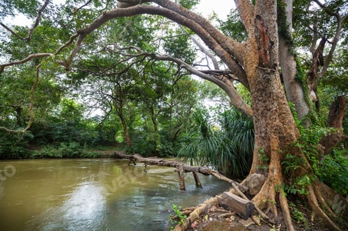 Preview: Tropical river