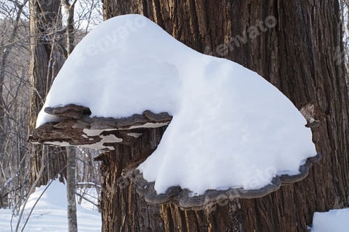 Preview: Artist'S Conk Fungus (Ganoderma Applanatum) Covered With Snow
