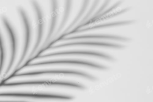 Preview: Creative background of tropical plant shadow on paper