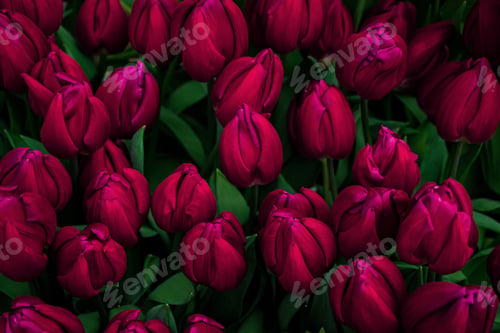 Preview: Fresh spring tulips on flower field. Color of the year 2023 - Viva Magenta