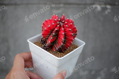 Preview: little cactus on small pot, plant for decoration, soft focus.