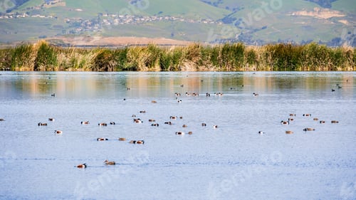 Preview: Calm pond in South San Francisco Bay Area