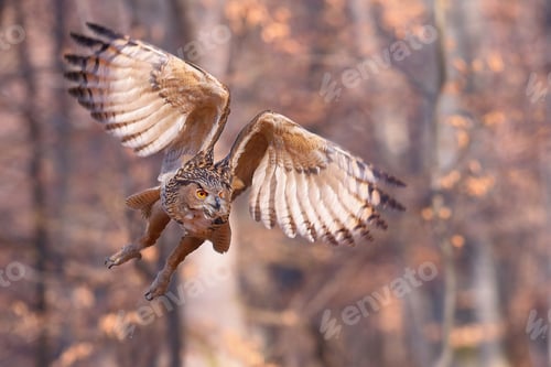Preview: Eurasian eagle-owl flying forward with wings open in autumnal nature