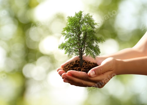 Preview: Environment and ecology concept. Woman holding soil with small tree outdoors, closeup