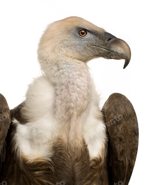 Preview: Griffon Vulture - Gyps fulvus