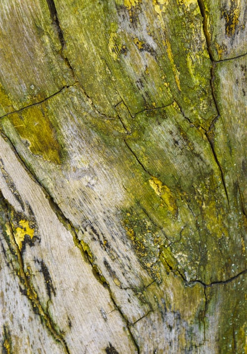 Preview: Bark Of Tree. Old Natural Wooden Shabby Background Close Up. Wood Texture. The Texture Of The Tree
