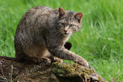 Preview: Wild cat