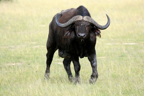 Preview: Buffalo, Uganda, Africa